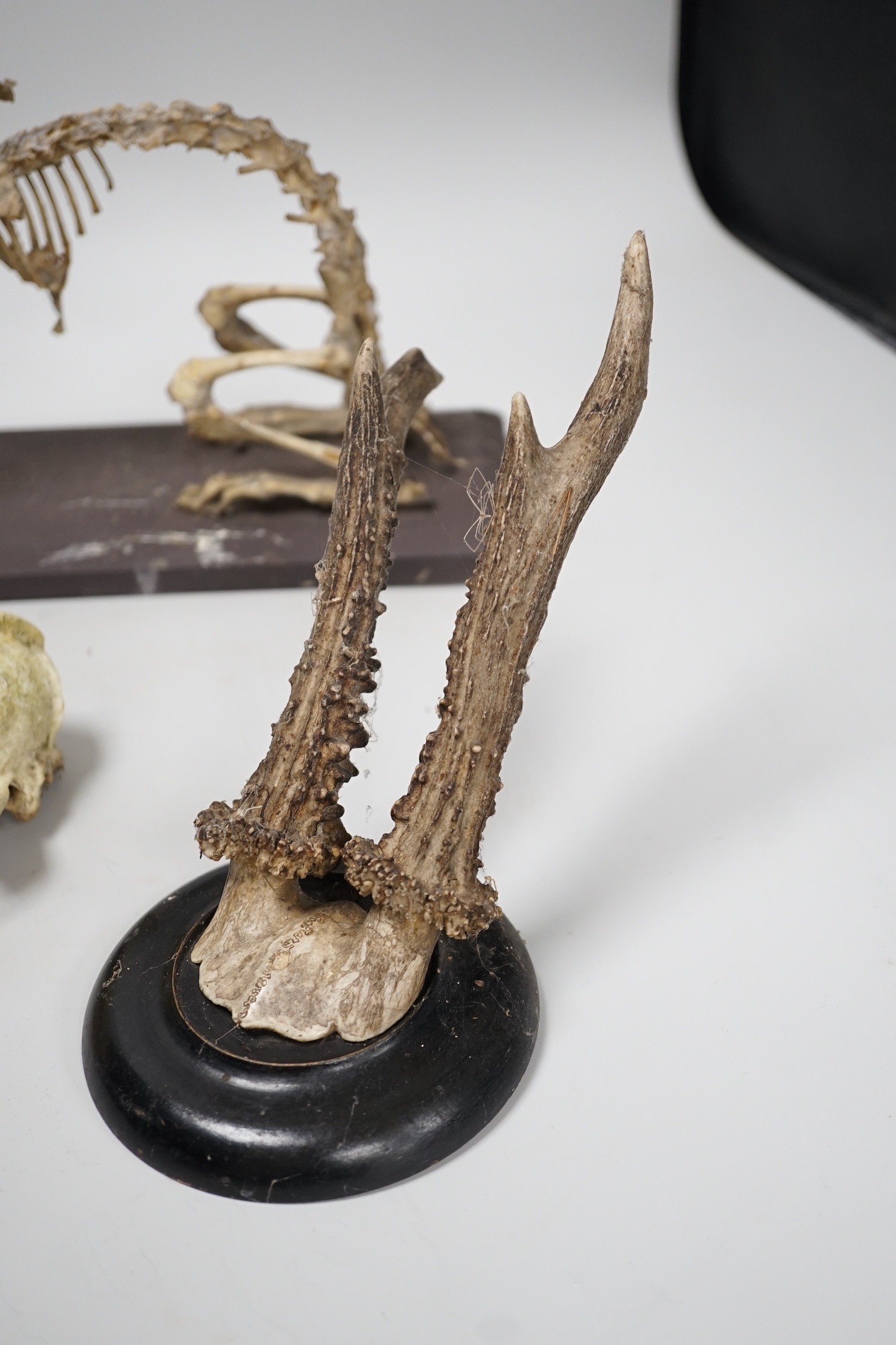 A pair of taxidermic mounted antlers, together with a rabbit skeleton and skull